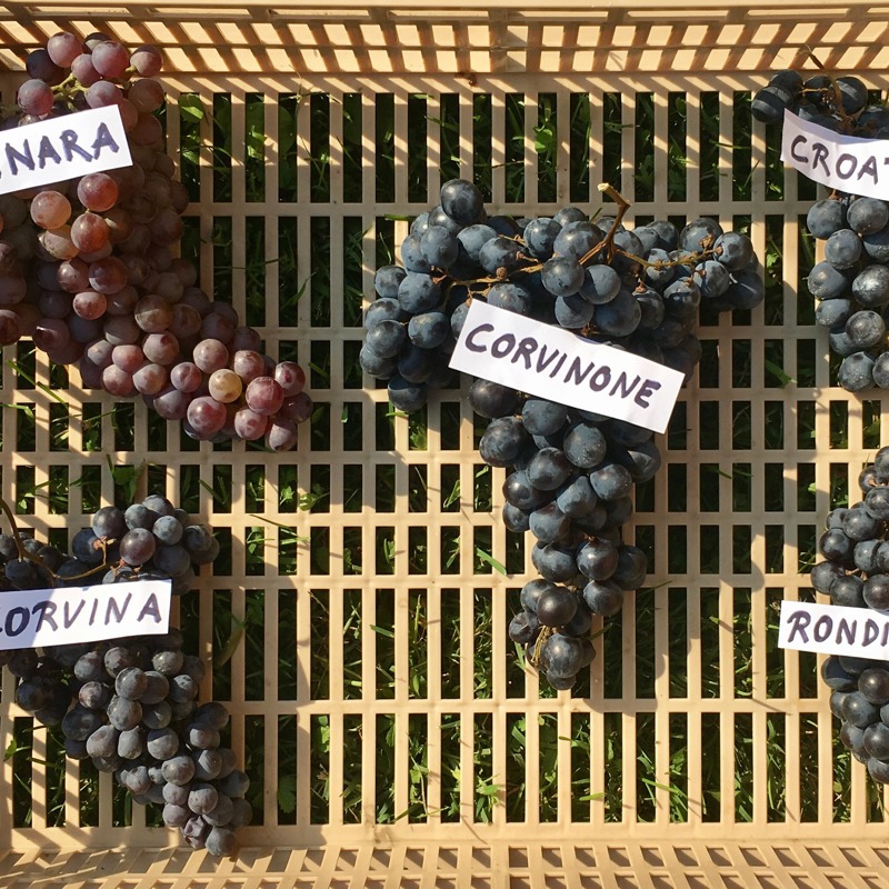 Grapevarieties